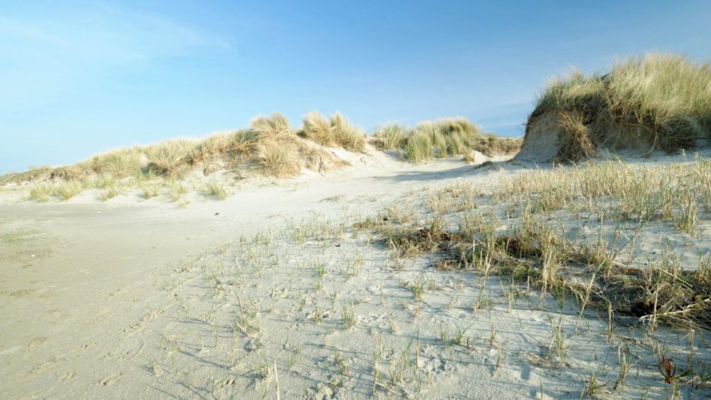 A beach with sand topsoil