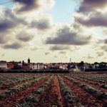 A beautiful field with crops and clouds in the sky