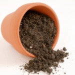 Don’t Call Soil Dirt (And Other Musings)