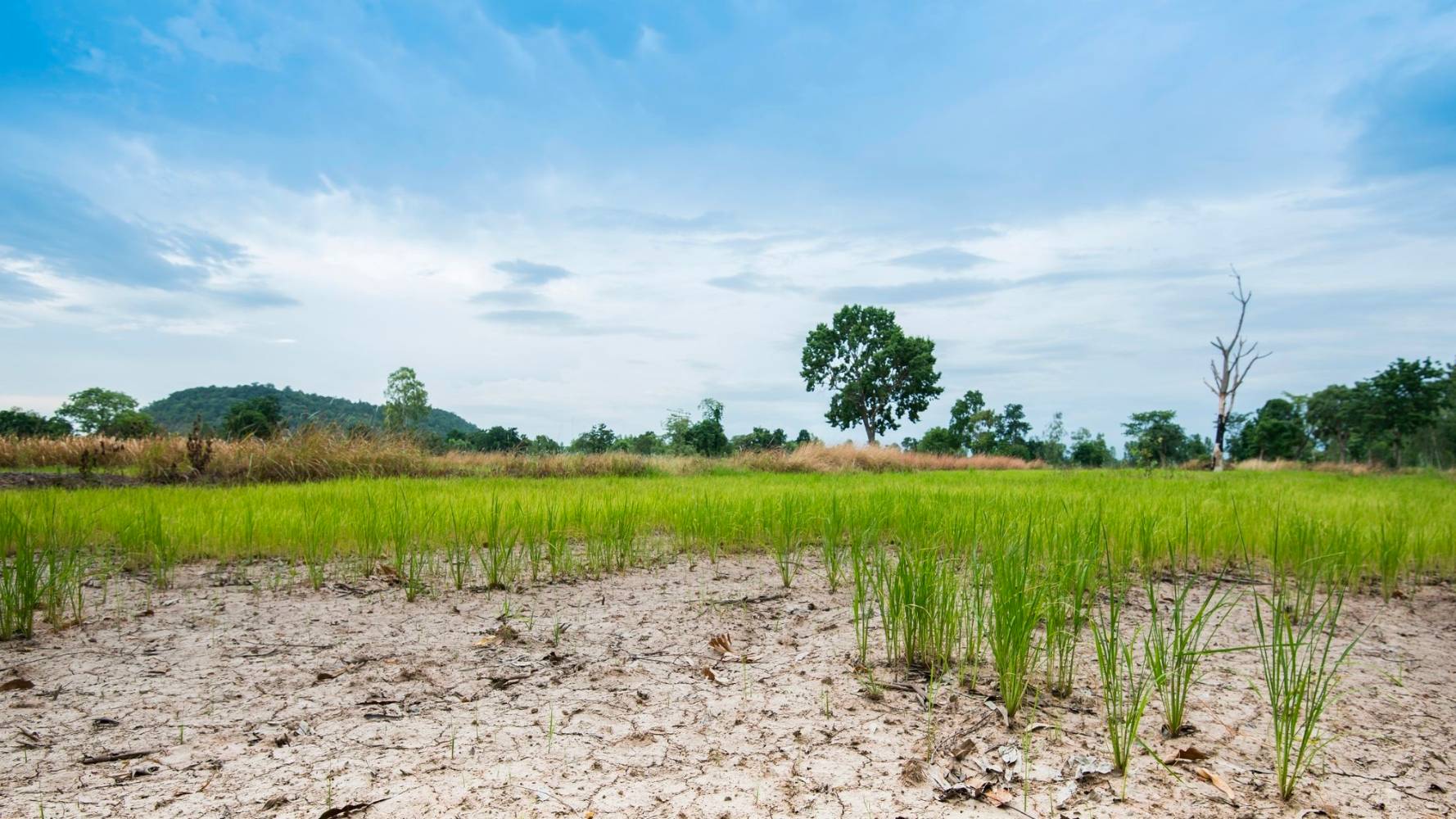 Open field with dry topsoil and green grass