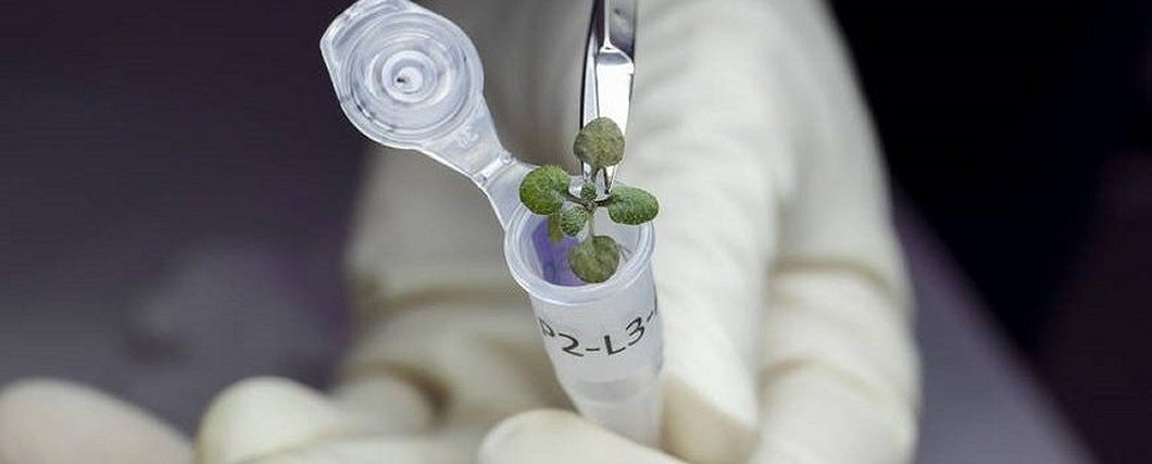 Lunar Gardening: A person about to cut a leaf off of a small plant. 