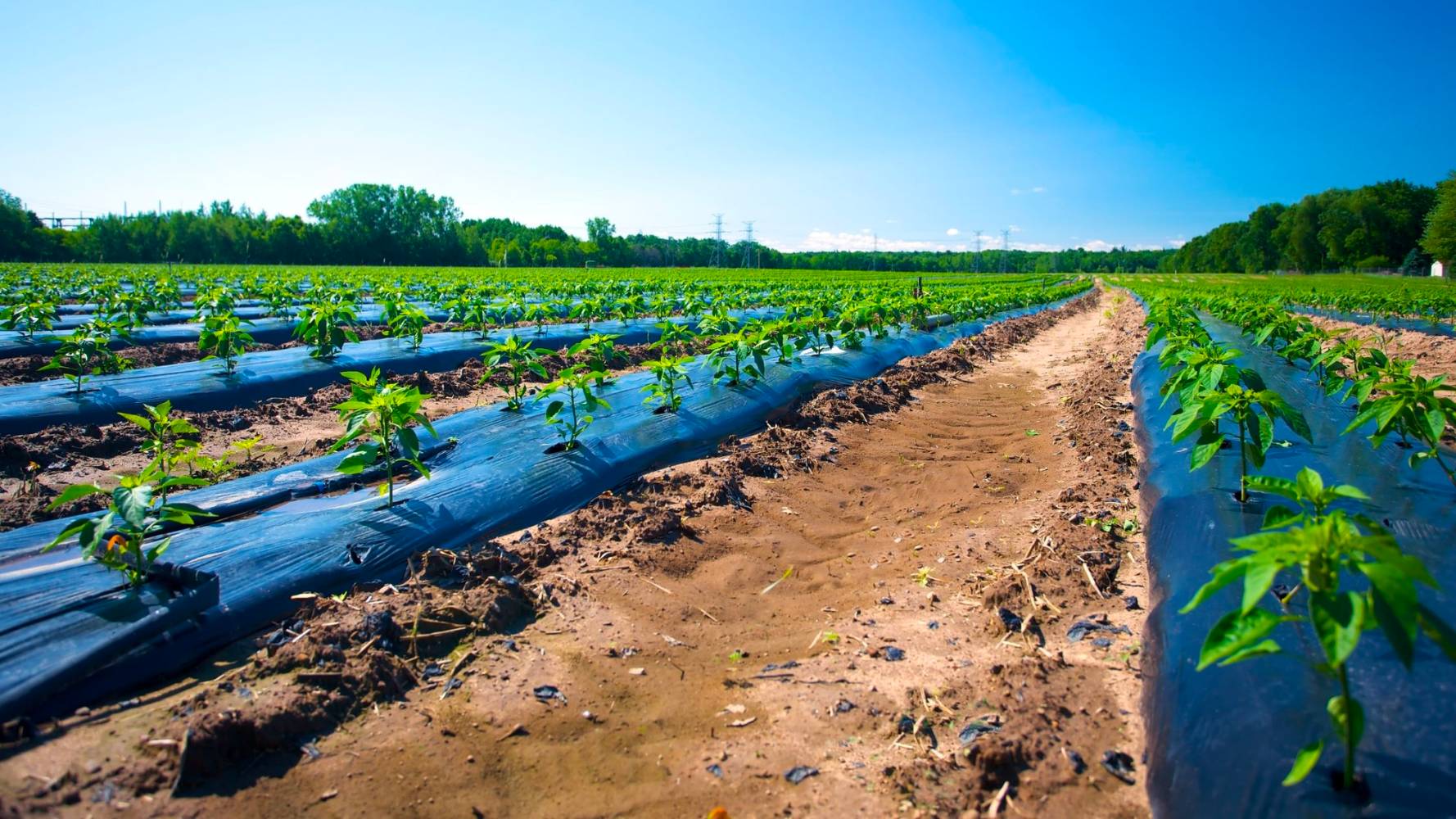 A large field with many plants growing