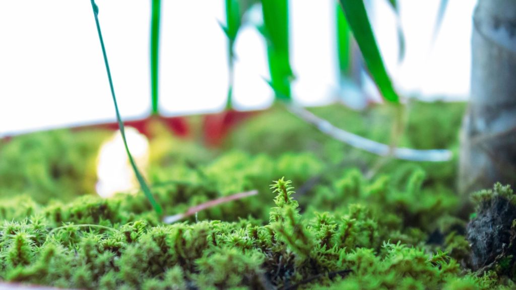 Green moss busy growing