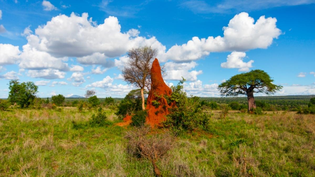 An image of a termite mound in a field