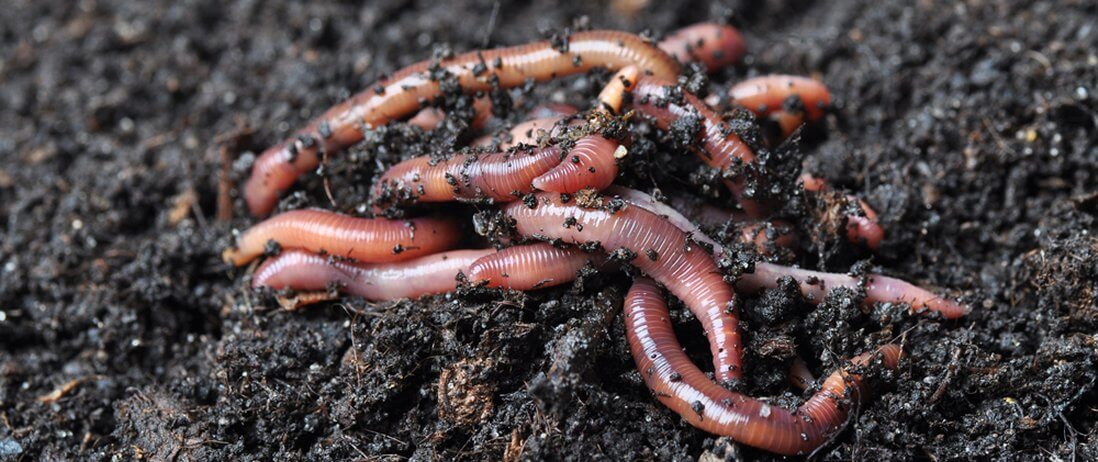 The Great Garden Gymnasts: Unraveling the Mystery of Jumping Worms