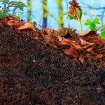 Loss of Topsoil: A Global Issue