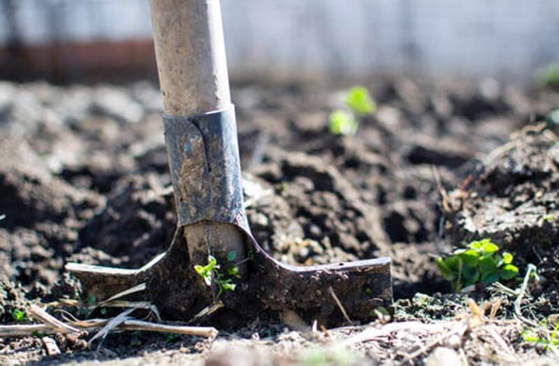 Combat Global Warming By Having A Green Backyard