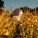 A corn field with a barn in the background.