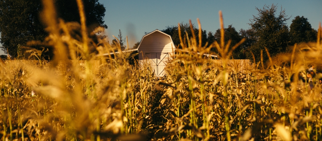 A maize field with a barn in the background. 