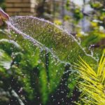 A person busy watering the garden with a hose.