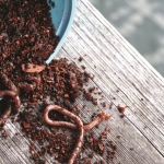 Worms, Worms, Worms! (And How They Work The Soil)