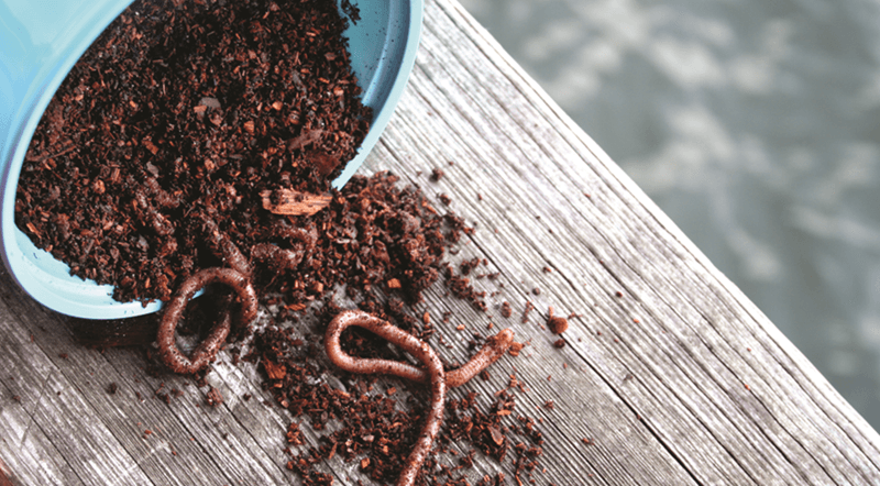 A can full of soil and earthworms that fell over.